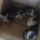 تربية قطط