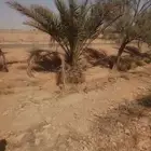 يوجد لدينا جميع انواع أنخيل