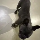 French Bulldog للبيع فرنش بولدوق