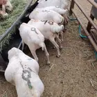بربري وسواكن ونعيمي مربي بسعر الجمله
