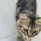 قط للتبني العمر 3 شهور وشوي