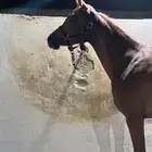 مهره واهو للبيع