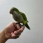 كويكر