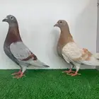 زوجين حضان