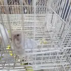 فرخ طيور الحب