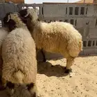 جذعان نعيمي طيبة