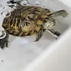 للتبني سلحفاة red ear slider