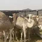 عدد 8 مفاريد للبيع