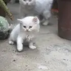 قطط للبيع شيرازي