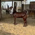 مشروع فحل مطور ادهم