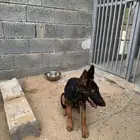 كلب جرو جيرمن شيبرد وورك لاين
