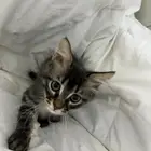 قطط شيرازي للتبني