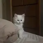 قط شيرازي
