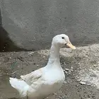 بط ذكر للبيع