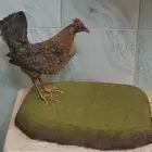 تحنيط. طيور ( للمفاهمة واتساب ) دجاج محنط في عش الأحساء