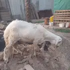 خروف جذع