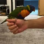 لوري رينبو اليف (تم البيع خارج الموقع)