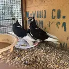 جوز حمام قلابي مع فرخ