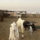 معزا للبيع