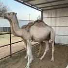 شقراء