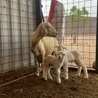ضان حريه متاوم