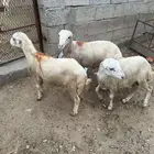 كباشه للبيع
