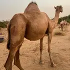 ابل اوارك