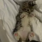 كيتن انثى للتبني