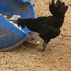 ديك اندنوسي صك