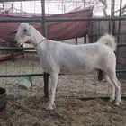 عنز بيشية صنف