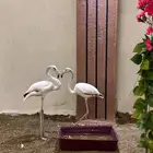 طيور فلامنقو فلامنجو فلامنغو