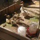 وز مفتل سيباستبول