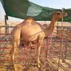 قعود للبيع بالجبيل
