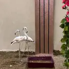 طيور فلامنقو فلامنجو فلامنغو