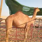 قعود بالجبيل للبيع