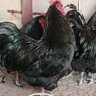 دجاج استرالوب