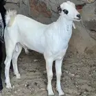 مشروع فحل صنف