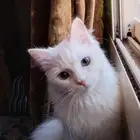 قطه أنثى للتبني
