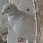 زاجل لافندر سوبر جامبو