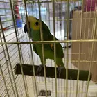 طائر امازون للبيع