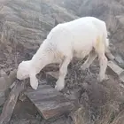 طلي للبيع عمر شهرين وزياده