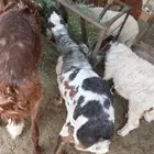 خروف بربري بيرشن مطور