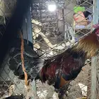 ديوك بلدي للبيع