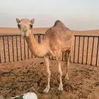 بكره للبيع مفروده امها قدها بتلد من فوقها