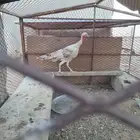 دجاج رومي للبيع