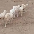 رخيل بلدي