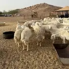 غنم جنب عددها 130 تقربيا