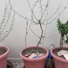 شتلات بشام مساويك