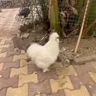 محمية طيور للبيع