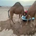 قعدان للبيع